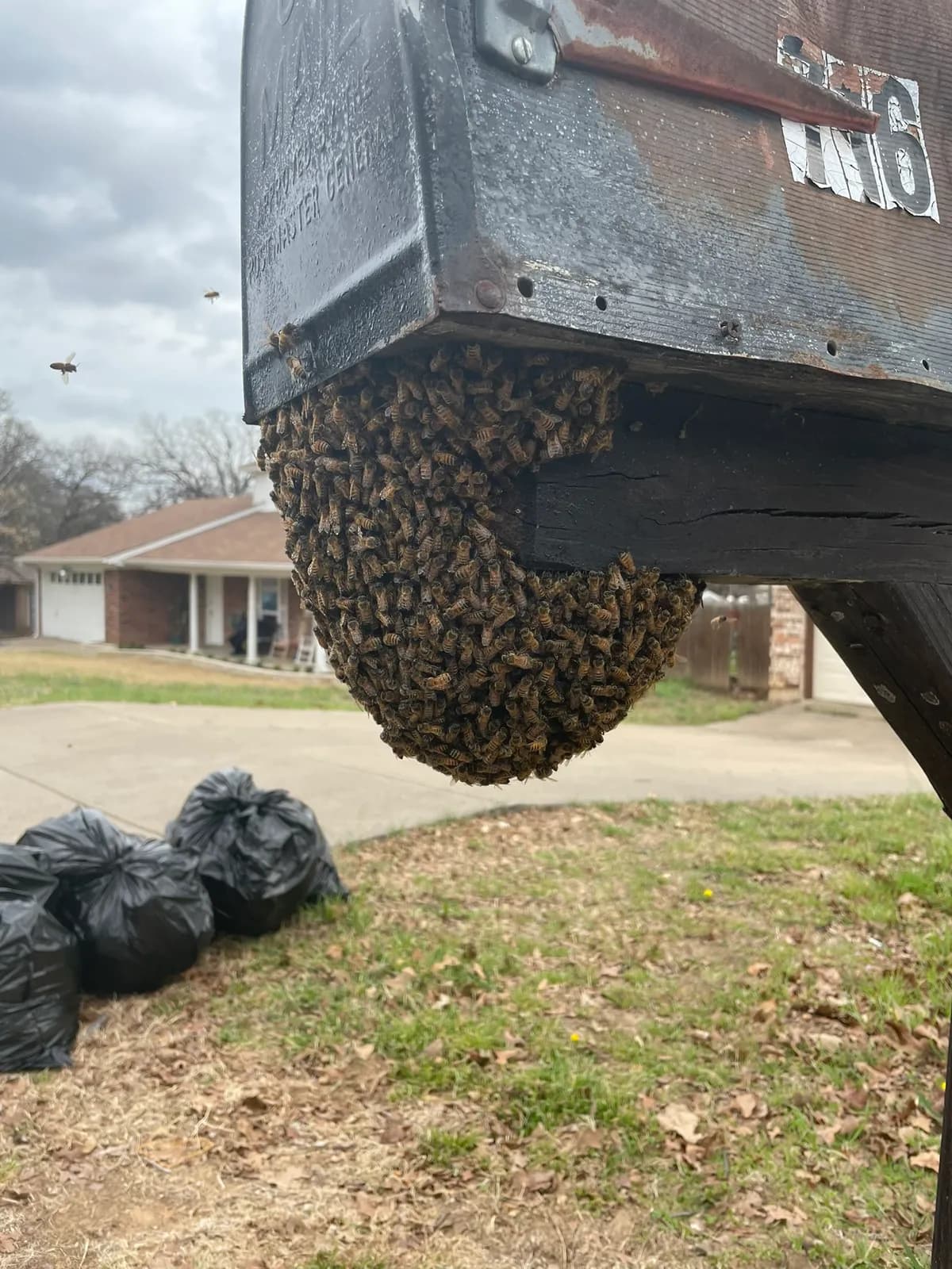 Bee swarm hanging from a mailbox